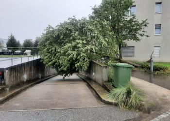 umgestuerzterBaum 02 08 2025